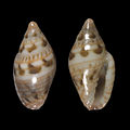 Marginella undulans 001.jpg