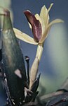 Maxillaria superflua - fl 2.jpg