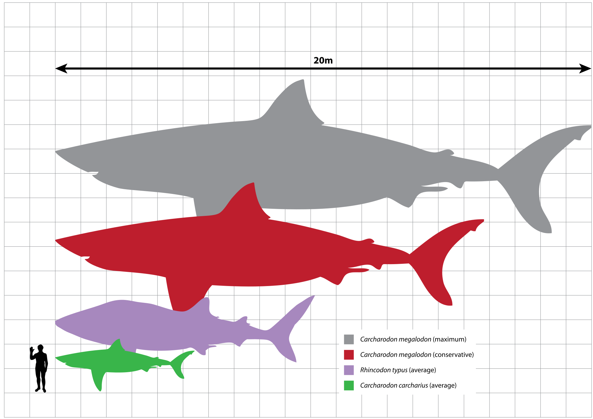 Tiger Shark Weight Chart