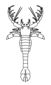 Schématická rekonstrukce Megalograptus ohioensis