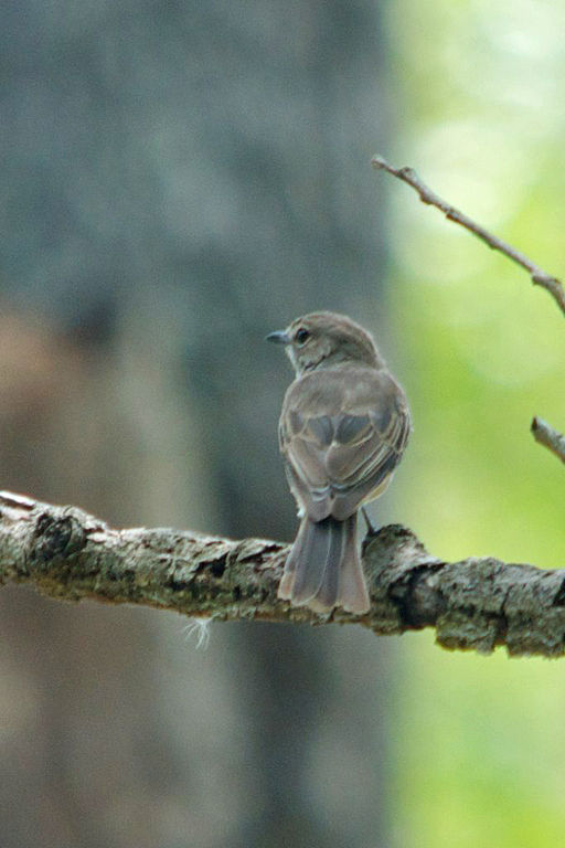 Melaenornis pallidus, southern Mozambique 1