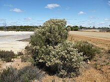 Melaleuca halmaturorum (навик) .JPG