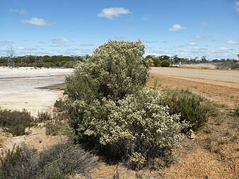 Habit on the edge of a salt lake near Hyden Melaleuca halmaturorum (habit).JPG