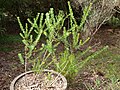 Melaleuca megacephala