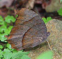 クロコノマチョウ Wikipedia