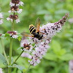 Mentha spicata-IMG 6186.jpg