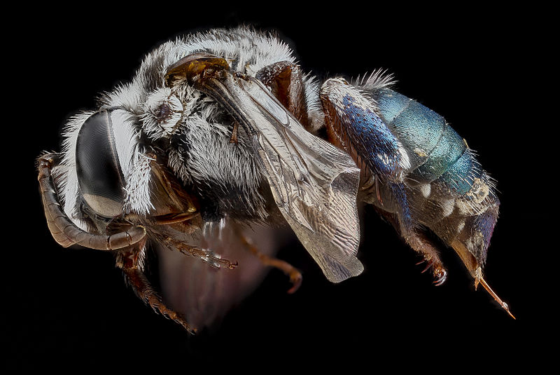 File:Mesoplia azurea female.jpg