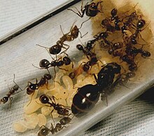 Messor strutor: Colony of a queen with workers and larvae