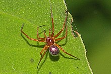 Металл Crab Spider - Philodromus marxi - Лизилвания штаттық паркі, Вудбридж, Вирджиния.jpg
