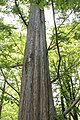 メタセコイア Metasequoia glyptostroboides