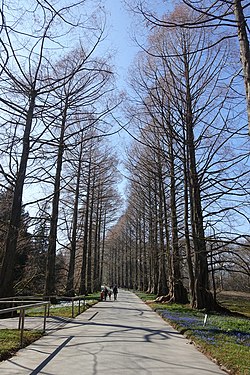 Metasequoias on the island of Mainau in Lake Konstanz, Germany