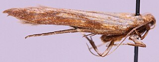 <i>Metzneria neuropterella</i> Species of moth