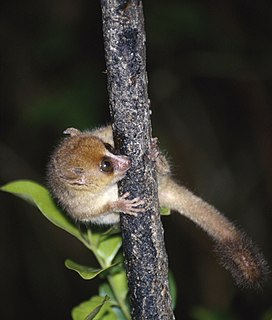 Brown mouse lemur species of mammal