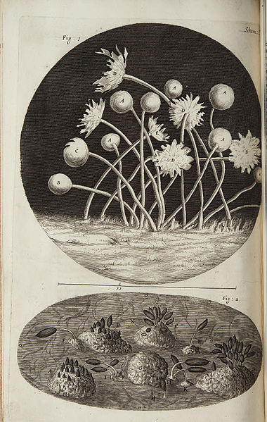 File:Micrographia Schem 12.jpg