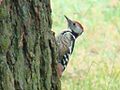The woodpecker is heard in every forest