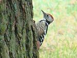 Middle Spotted Woodpecker-Mindaugas Urbonas-2.jpg
