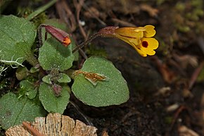 Beskrivelse av Mimulus_alsinoides_2402f.JPG-bilde.