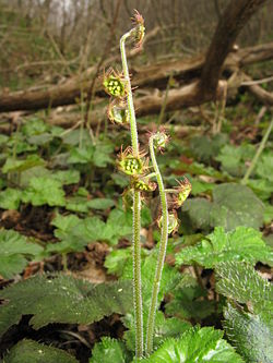 Mitella pauciflora 1.JPG