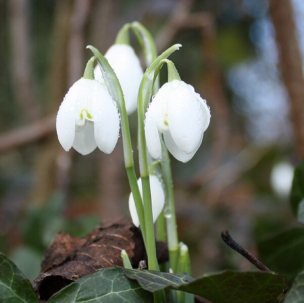 File:Moisture on snowdrops - geograph.org.uk - 1712842.jpg