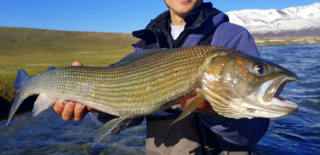 <span class="mw-page-title-main">Mongolian grayling</span> Species of fish