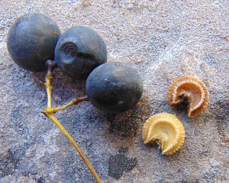 File:Moonseed fruit 1.jpg