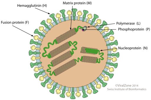 File:Morbilivirus virion image.svg