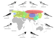 Breeding ranges of the major races MotacillaAlbaDistribution.svg