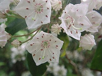 Mountain Laurel flowers. Mountain Laurel flowers, Connecticut.jpg