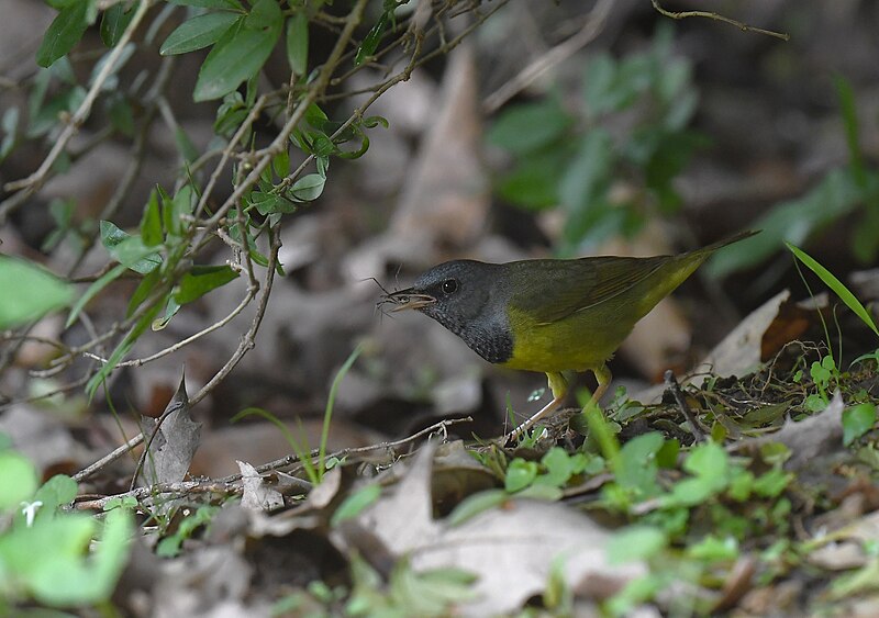 File:Mourning Warblers at Tower Grove Park - 52087512020.jpg