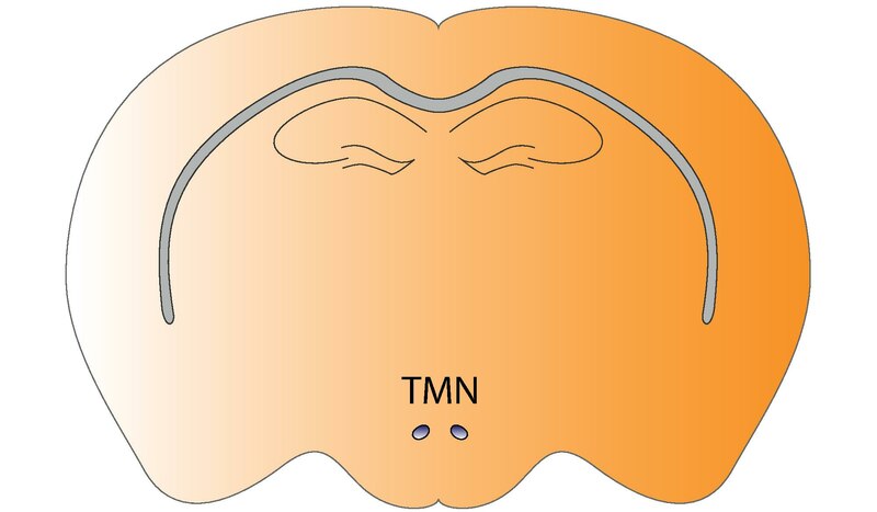 Fasciculus:Mouse Tuberomammillary nucleus.pdf