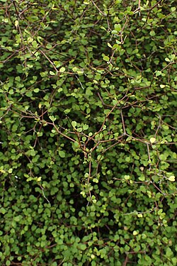 M. astonii's distinctive interlaced branches and heart-shaped leaves