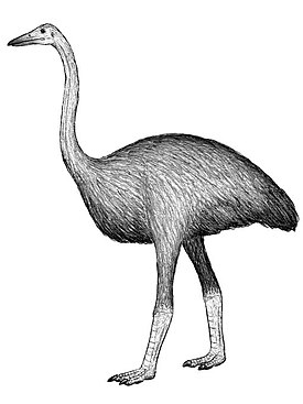 Mullerornis agilis