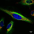 HeLa sejtek különböző színű fluoroforokkal festett képe