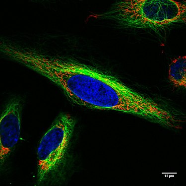 Lebende HeLa-Zellen im Konfokalmikroskop. Mitochondrien in Rot, der Zellkern in Blau, Mikrotubuli in Grün.