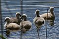 Mute Swan Cygnets Lake Tegel Berlin.jpg