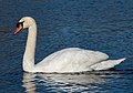 * Nomination Mute swan in Marine Park --Rhododendrites 14:05, 14 February 2023 (UTC) * Promotion  Support Good quality. --Poco a poco 16:30, 14 February 2023 (UTC)