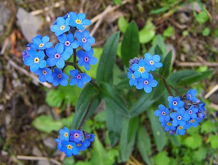 Tập_tin:Myosotis_alpestris_a1.jpg