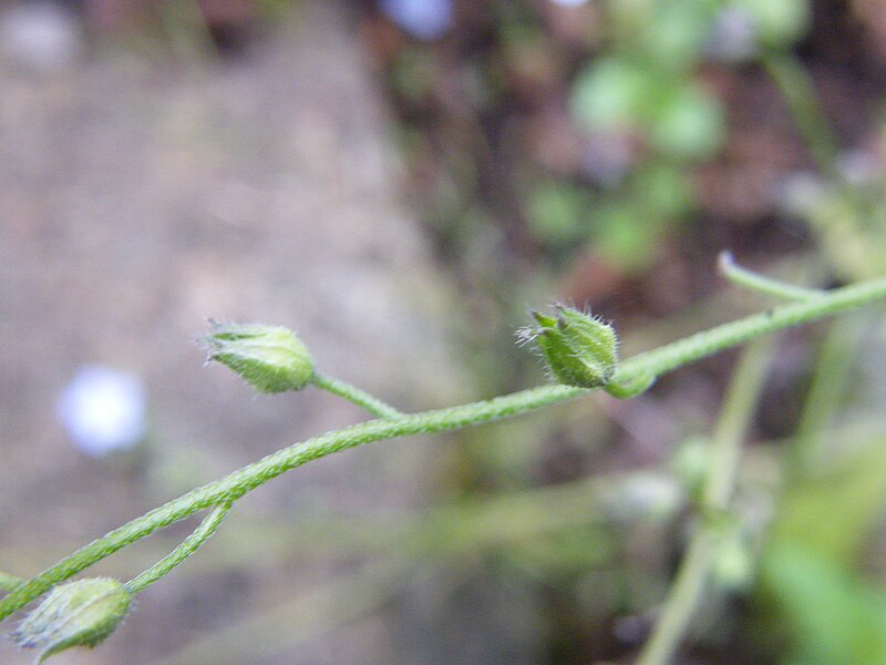 File:Myosotis sylvatica Calyx on stem.JPG