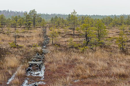 Old boardwalk at Männikjärve bog