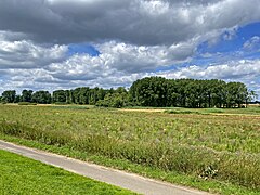 Feuchtbrache im südl. Bereich (Nähe Mühlenbach)