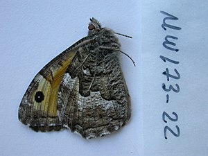 NW173-22 Hipparchia blachieri (3431124991).jpg