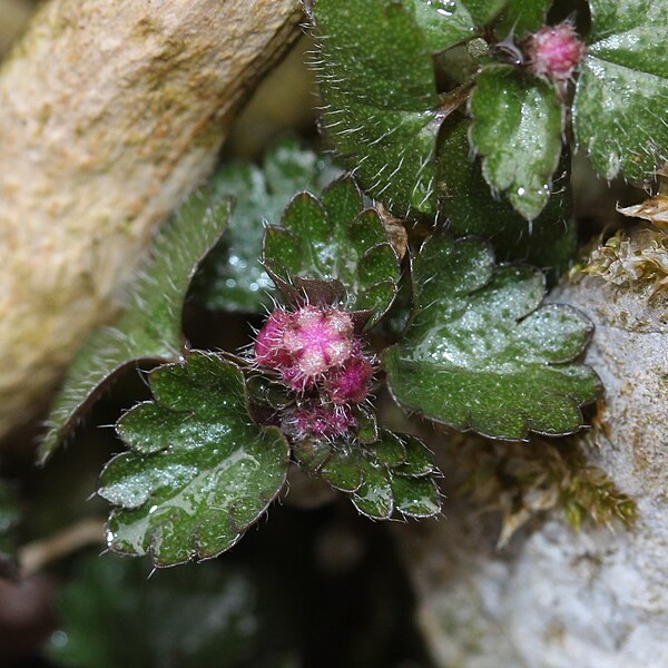 File:Nanocnide japonica (bud s2).jpg