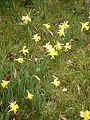 Narcissus pseudonarcissus subsp. pseudonarcissus habitat