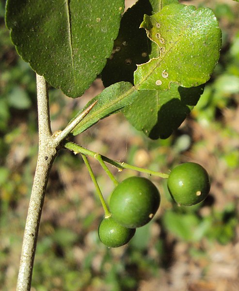 File:Naringi crenulata 16.JPG