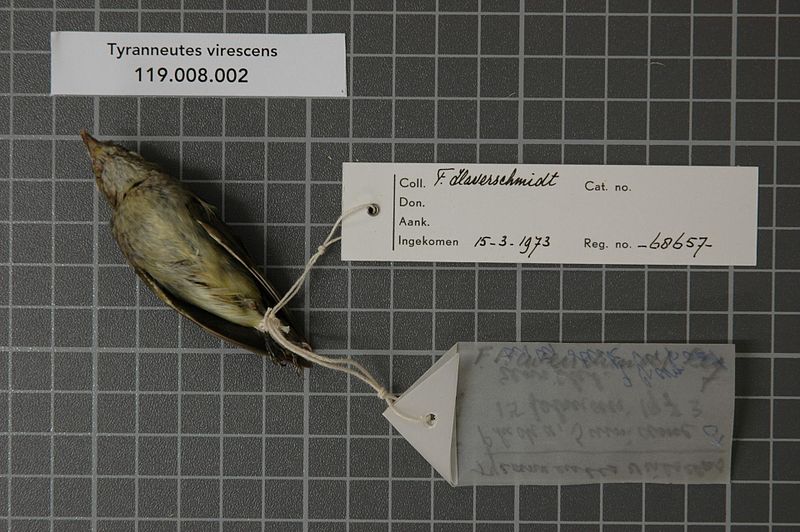 File:Naturalis Biodiversity Center - RMNH.AVES.68657 2 - Tyranneutes virescens (Pelzeln, 1868) - Pipridae - bird skin specimen.jpeg