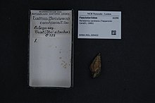 Naturalis Bioxilma-xillik markazi - RMNH.MOL.209432 - Peristernia carotiana (Tapparone-Canefri, 1880) - Fasciolariidae - Mollusc shell.jpeg