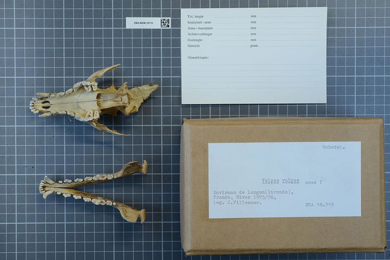 File:Naturalis Biodiversity Center - ZMA.MAM.18715 pal - Vulpes vulpes Linnaeus - skull.jpeg