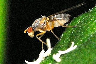 Heleomyzinae subfamily of insects