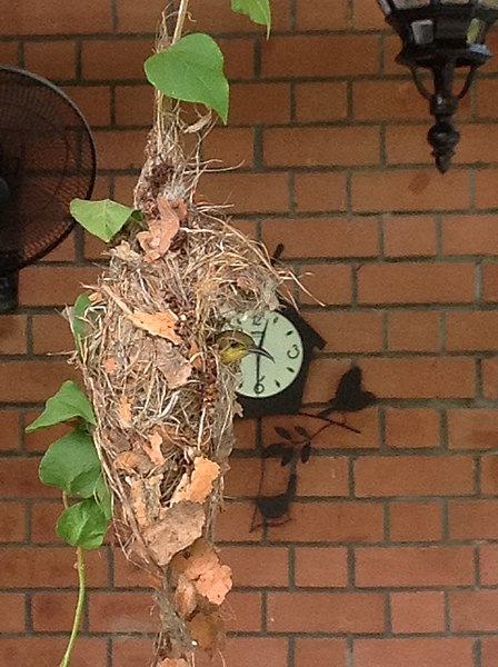 File:Nesting olive-backed sunbird (Cinnyris jugularis), Bukit Timah, Singapore - 20140424.jpg