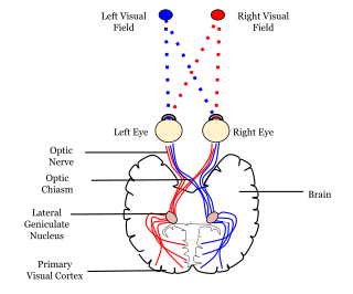 <span class="mw-page-title-main">Neural pathway</span> Connection formed between neurons that allows neurotransmission
